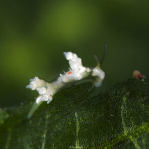 Eubranchus sp.
