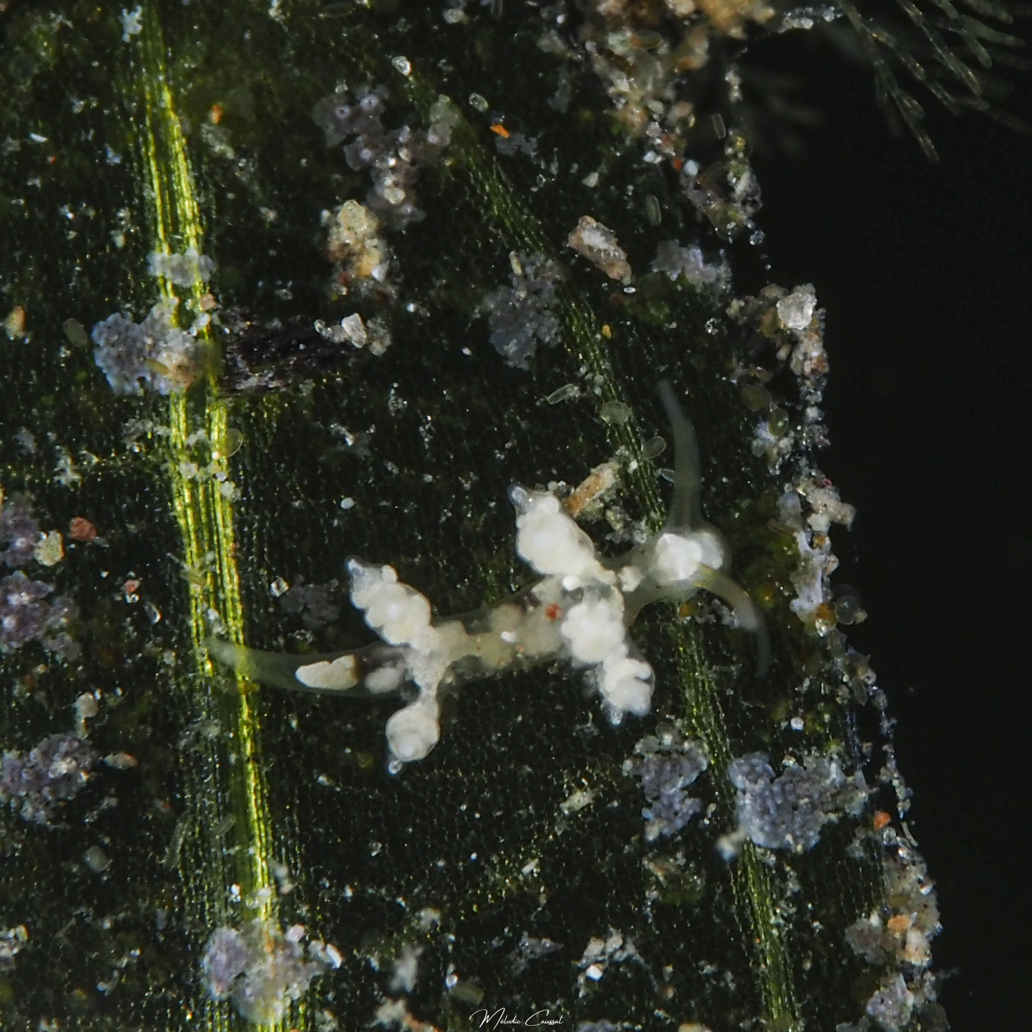 Eubranchus sp.
