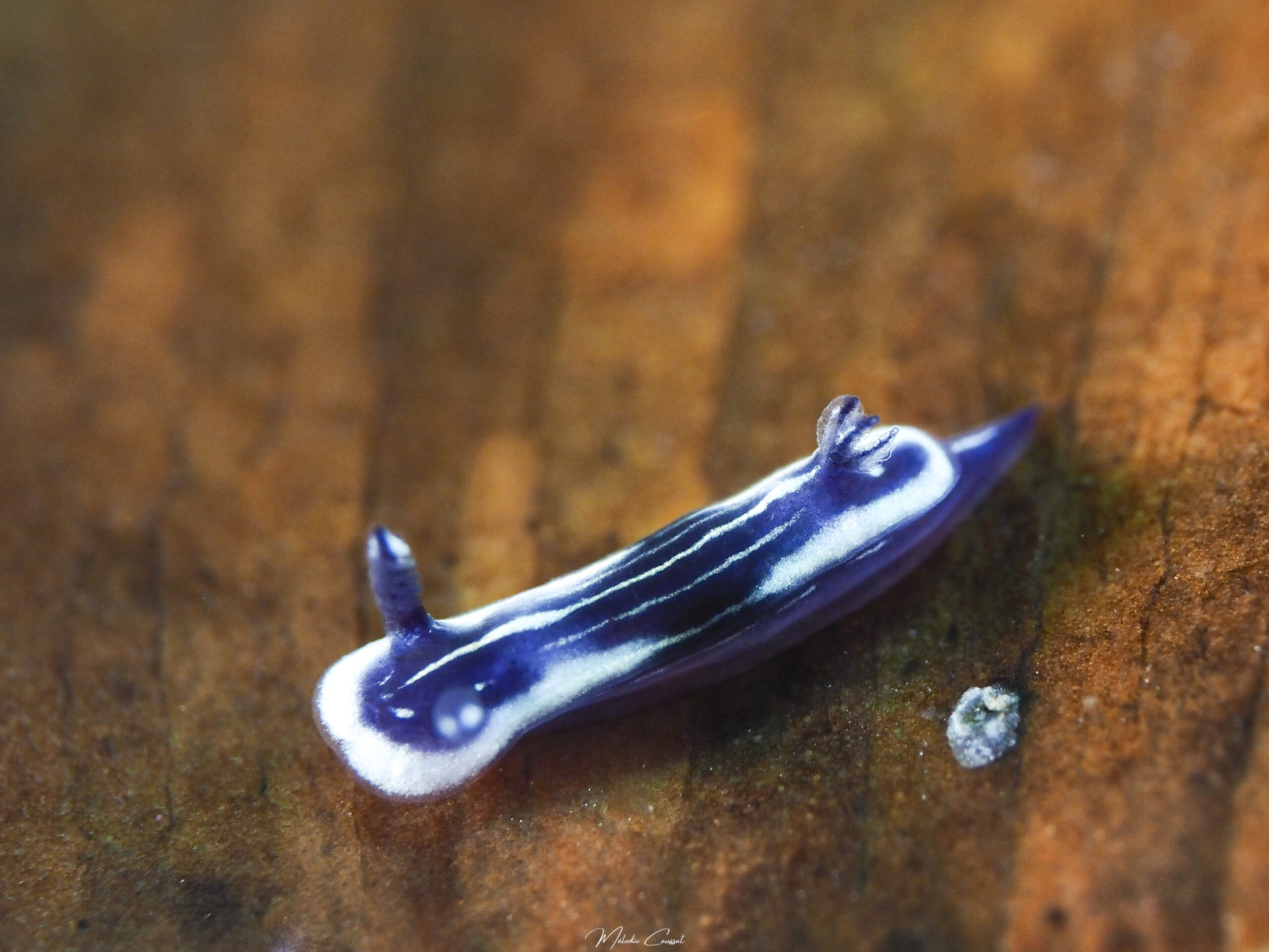 Felimare ruthae