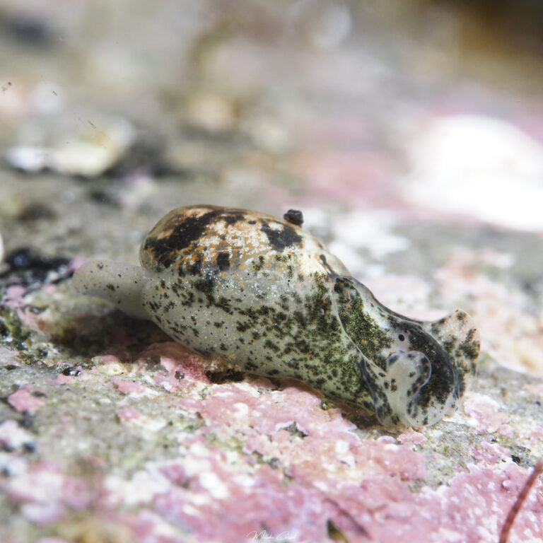 Haminoea antillarum