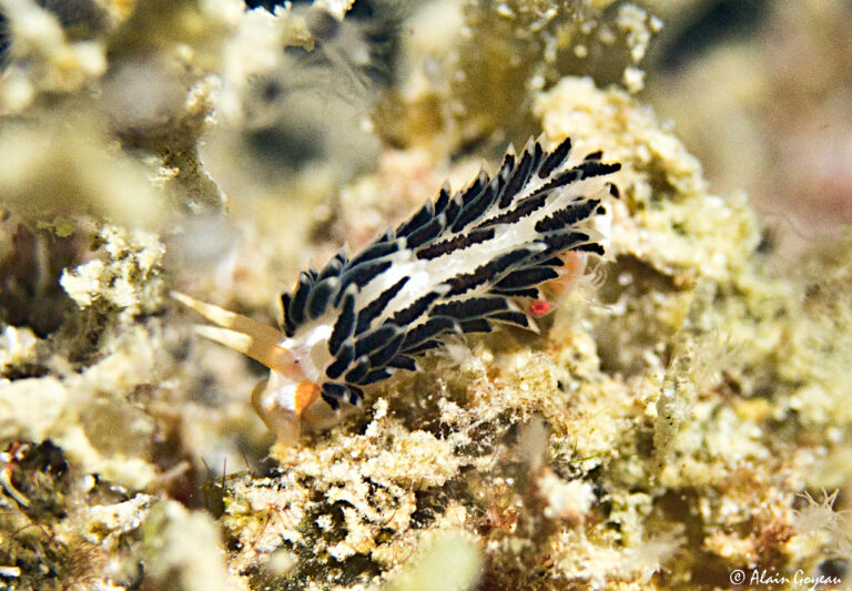Learchis evelinae