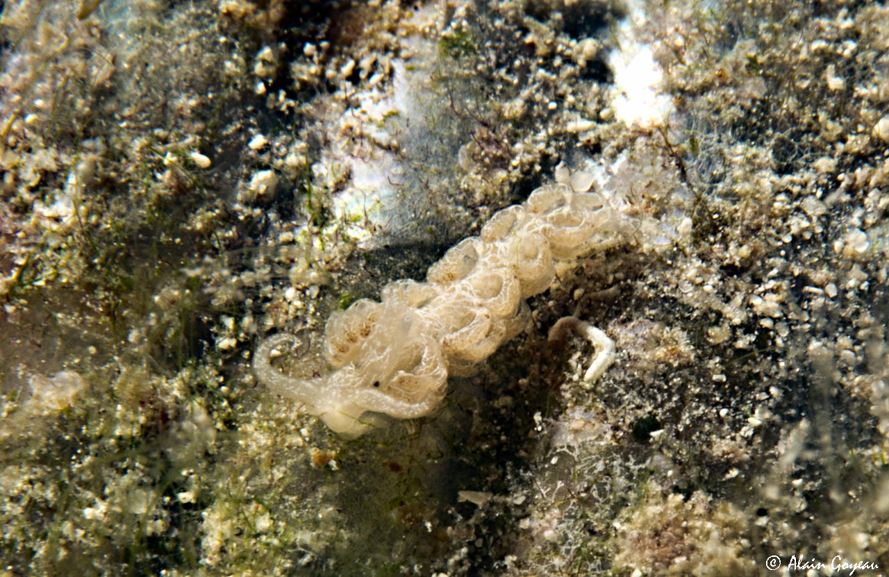 Noumeaella kristenseni