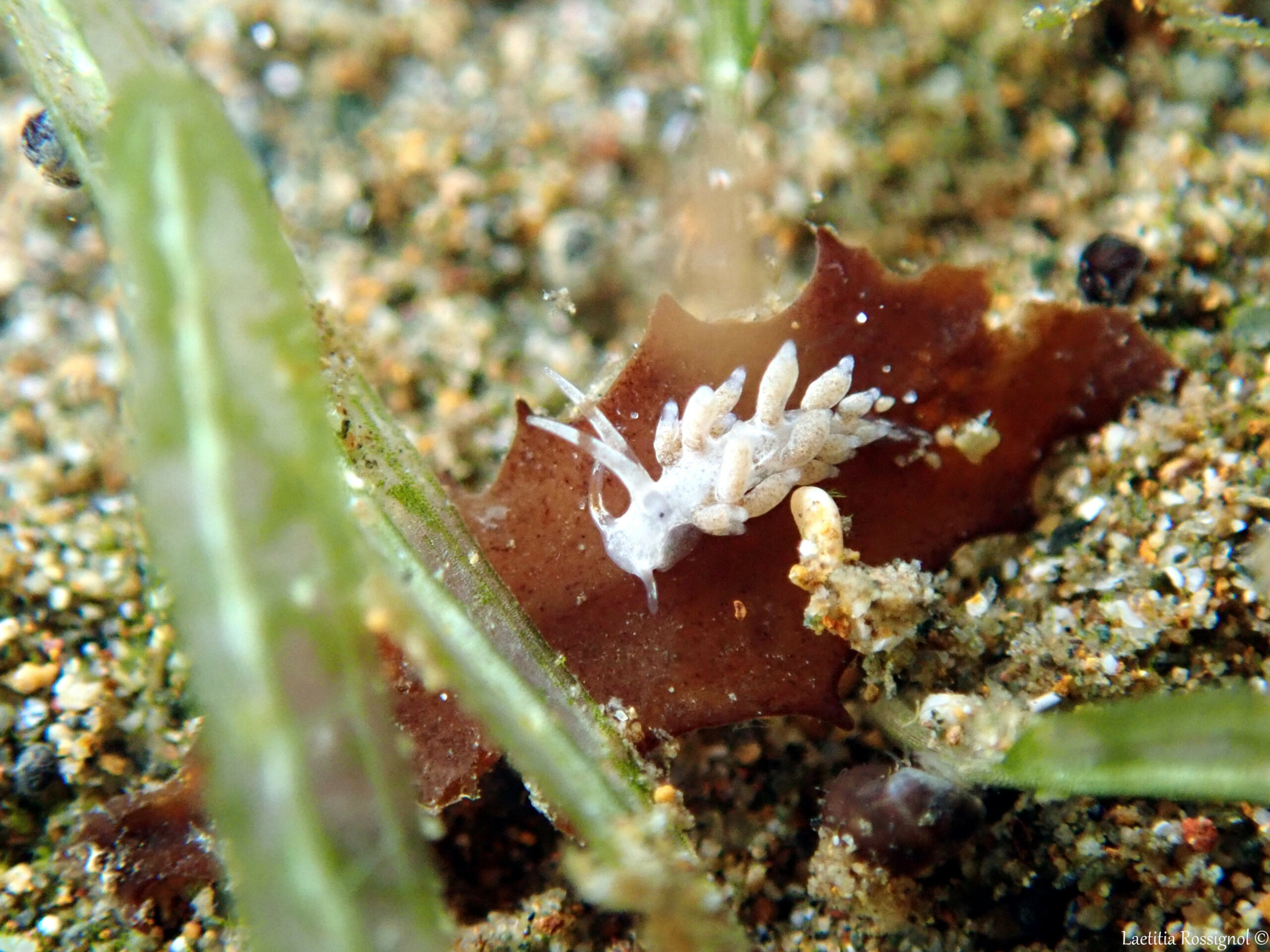 Cuthona sp. 