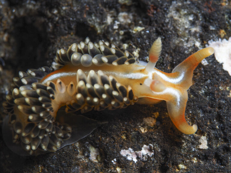Phidiana lynceus