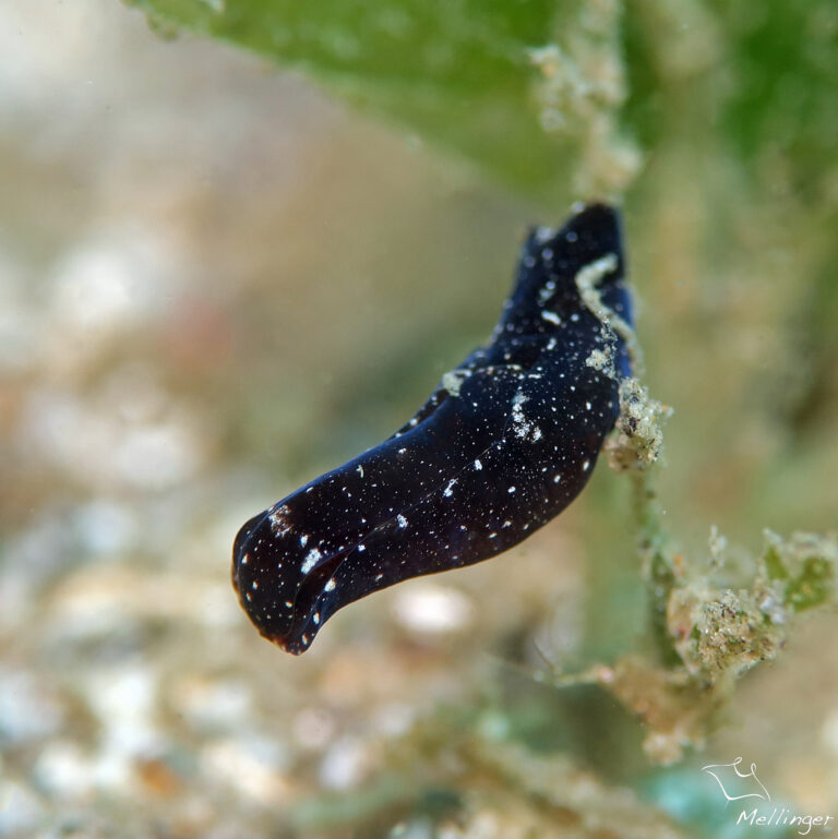 Spinoaglaja petra