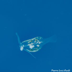 Phylliroe sp.