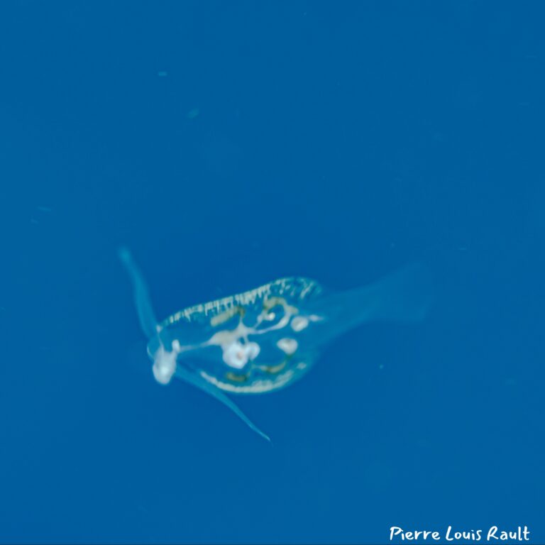 Phylliroe sp. 