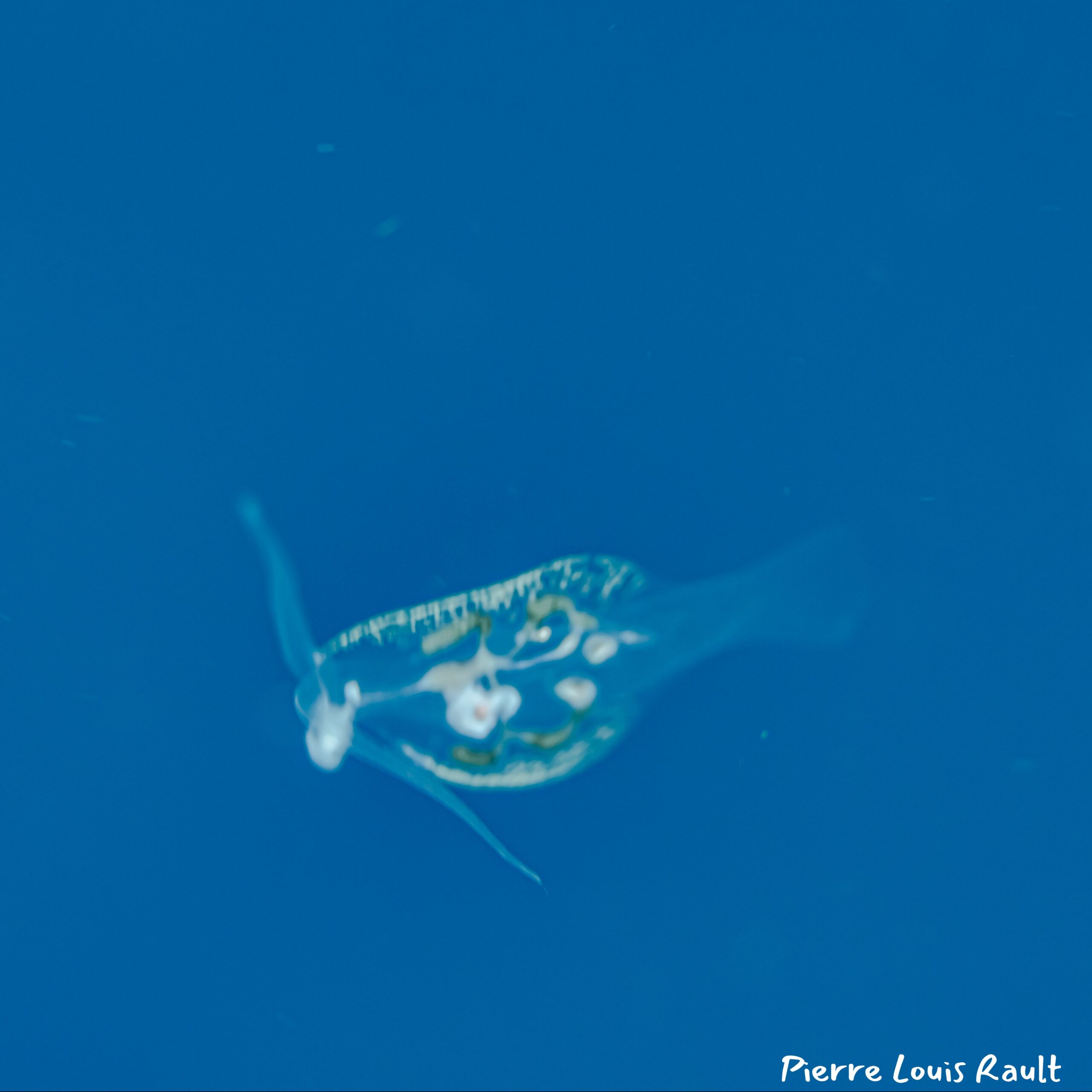 Phylliroe sp. 