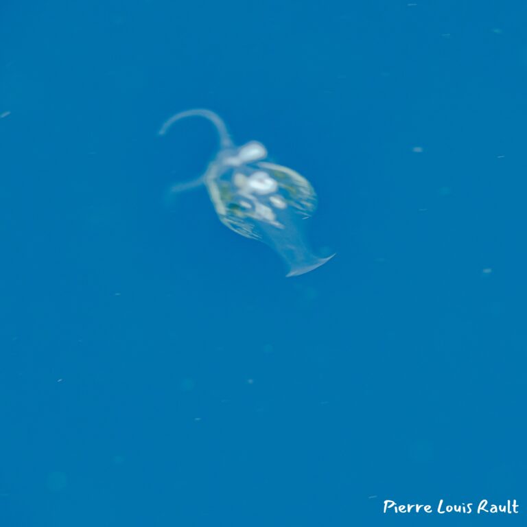 Phylliroe sp. 