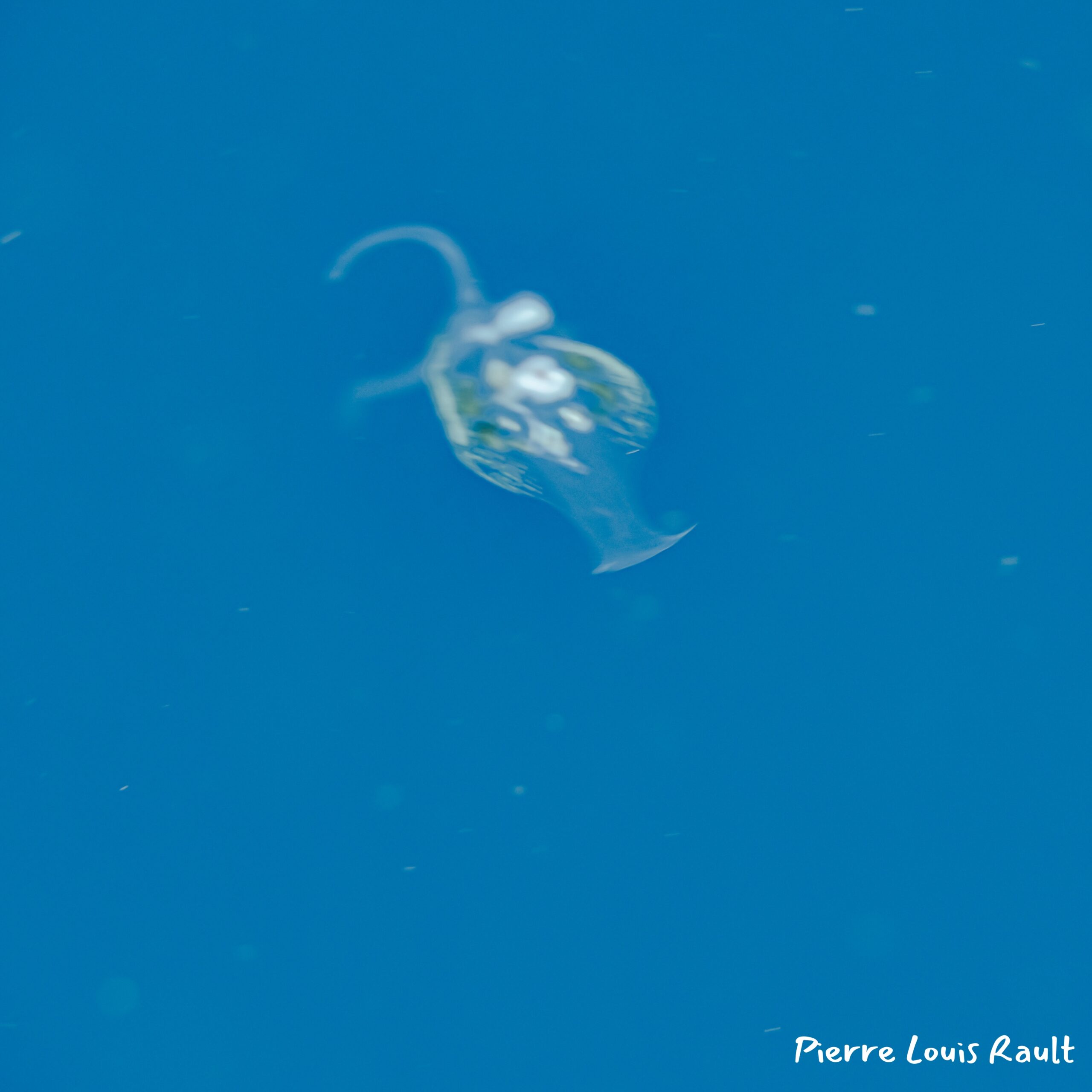Phylliroe sp. 