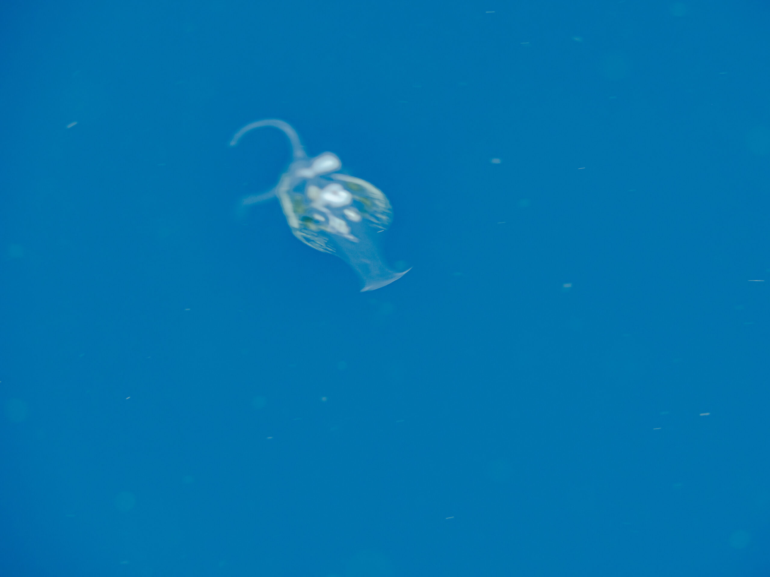 Phylliroe sp