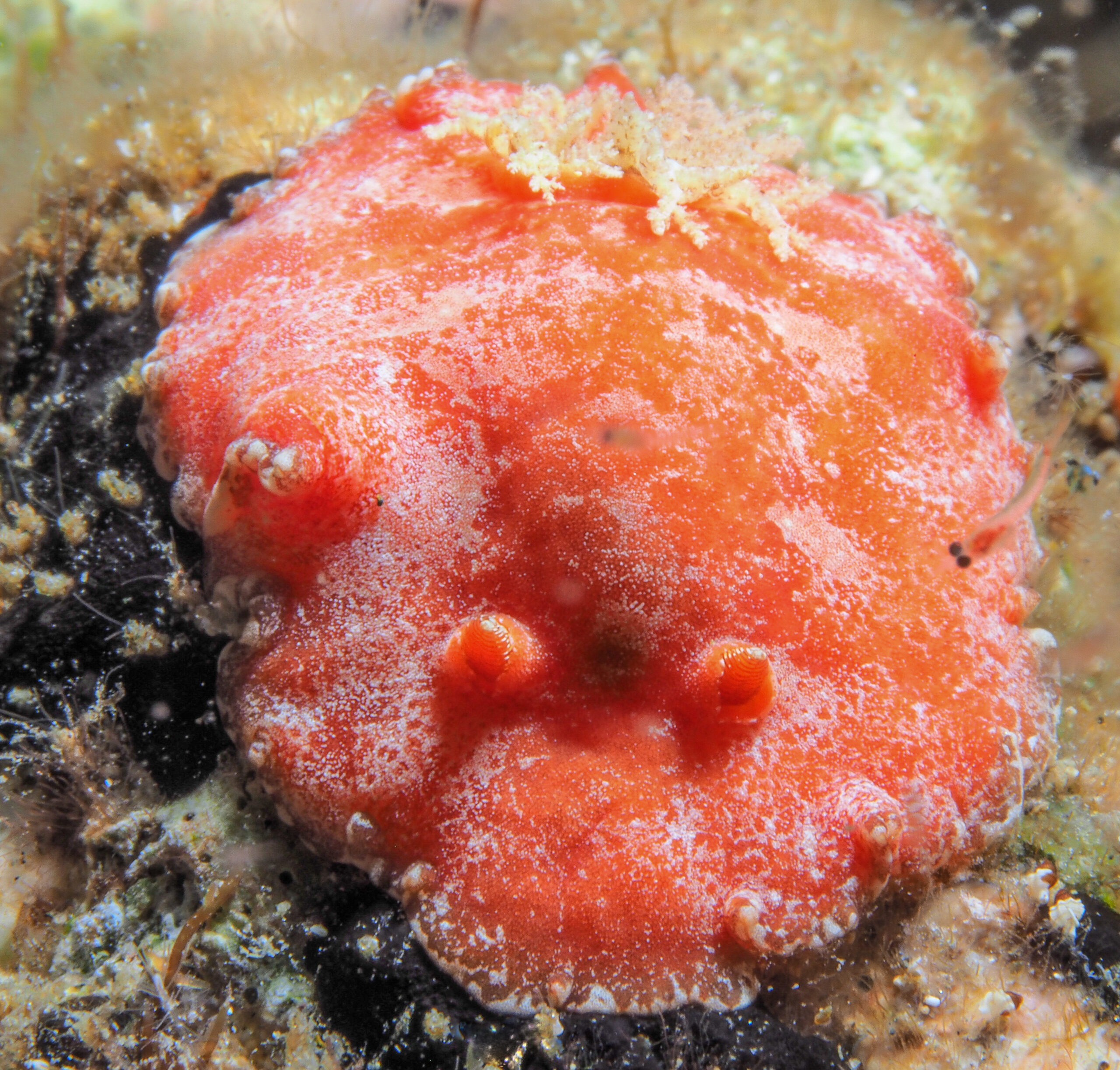 Platydoris angustipes 