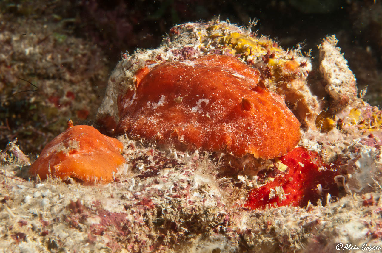 Platydoris angustipes 