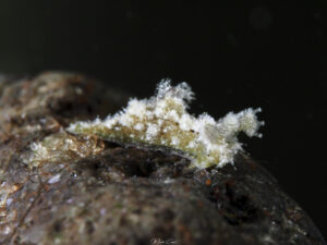 Polycera herthae