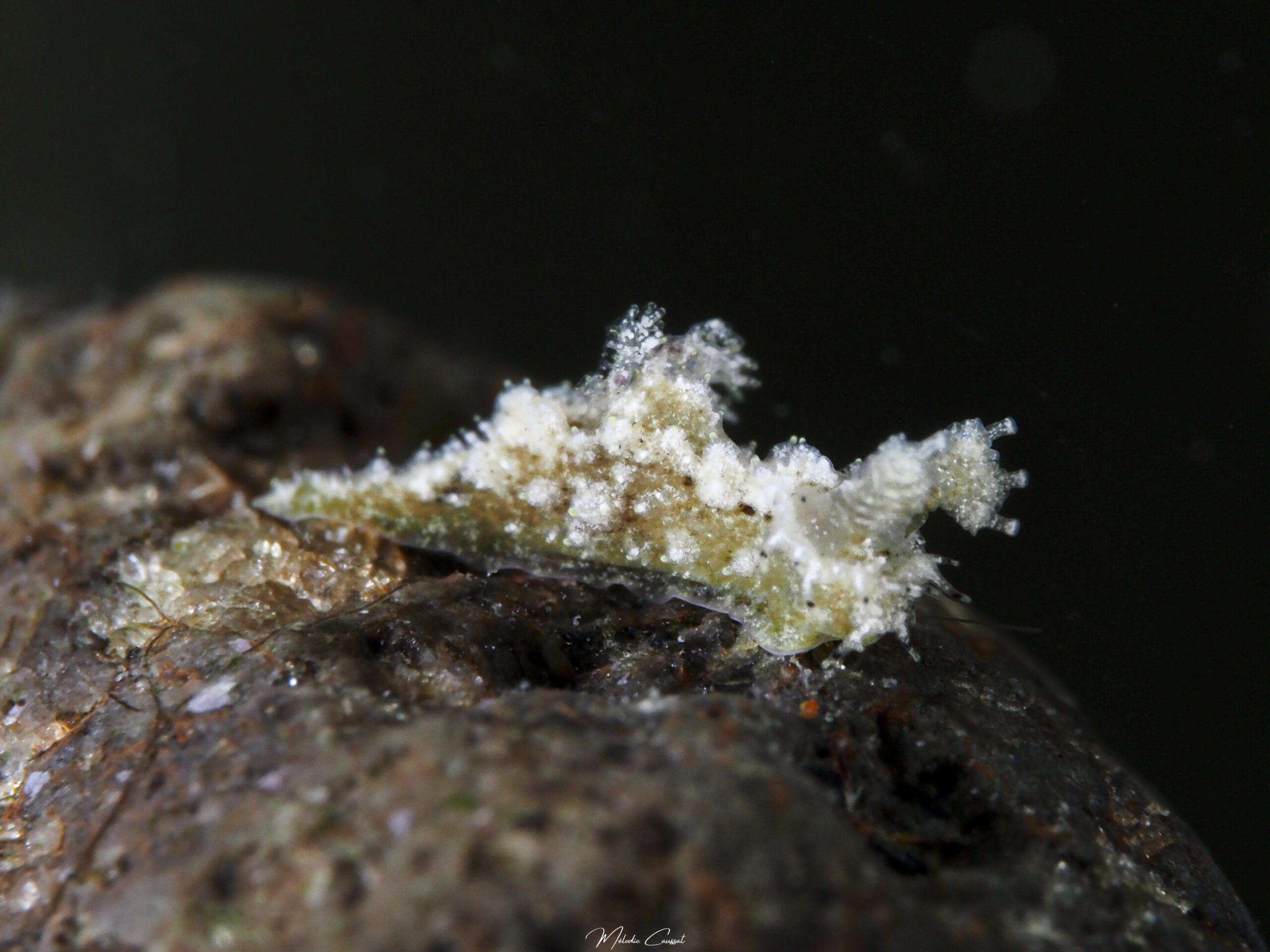 Polycera herthae