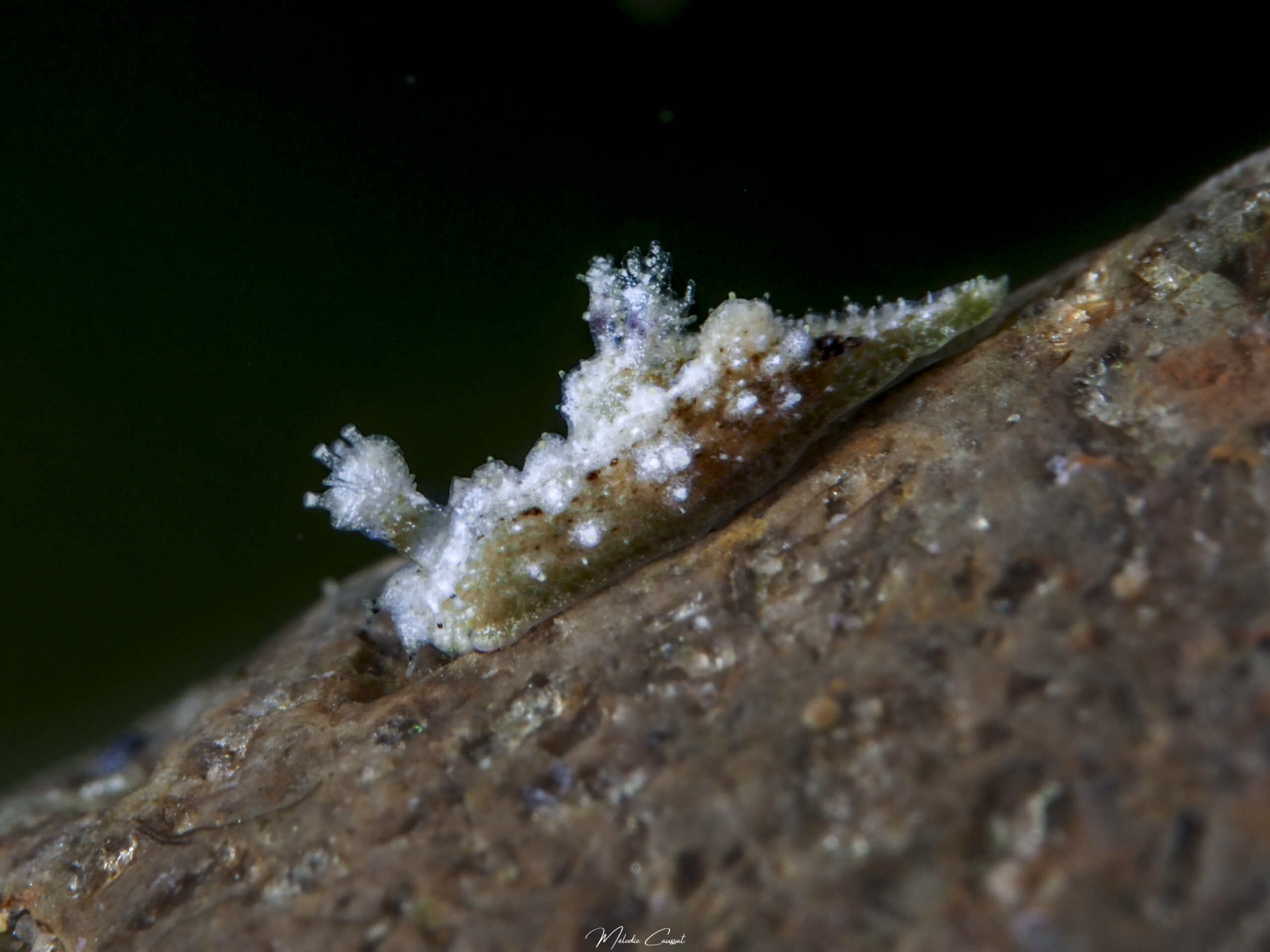 Polycera herthae