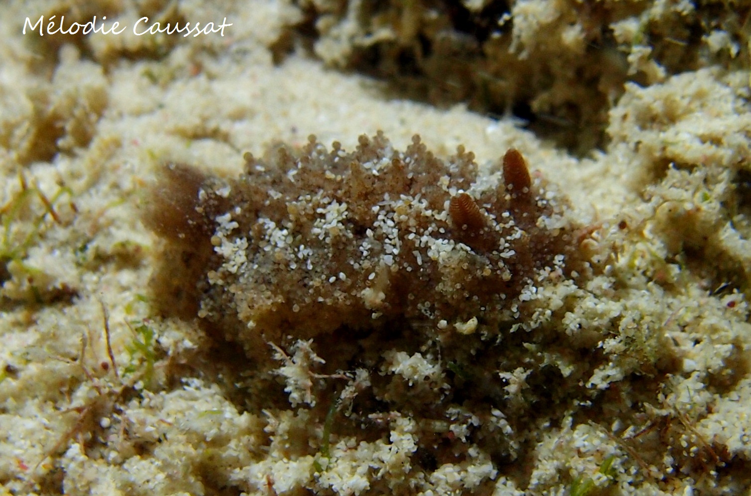 Sclerodoris sp. 