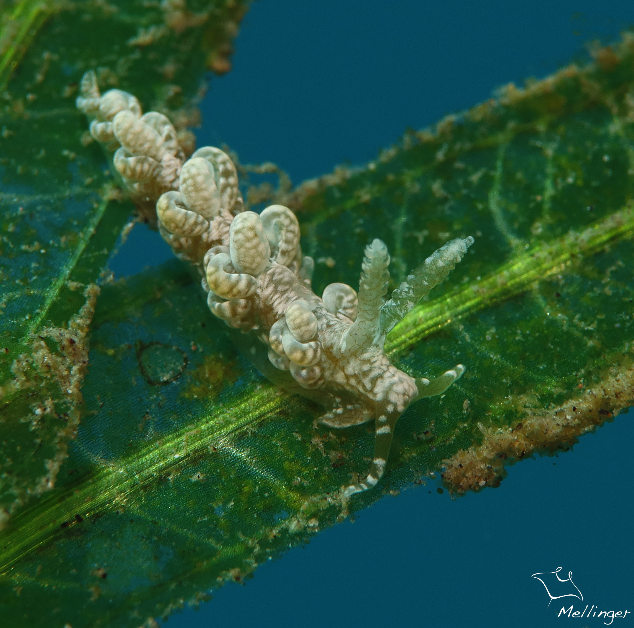 Spurilla sargassicola