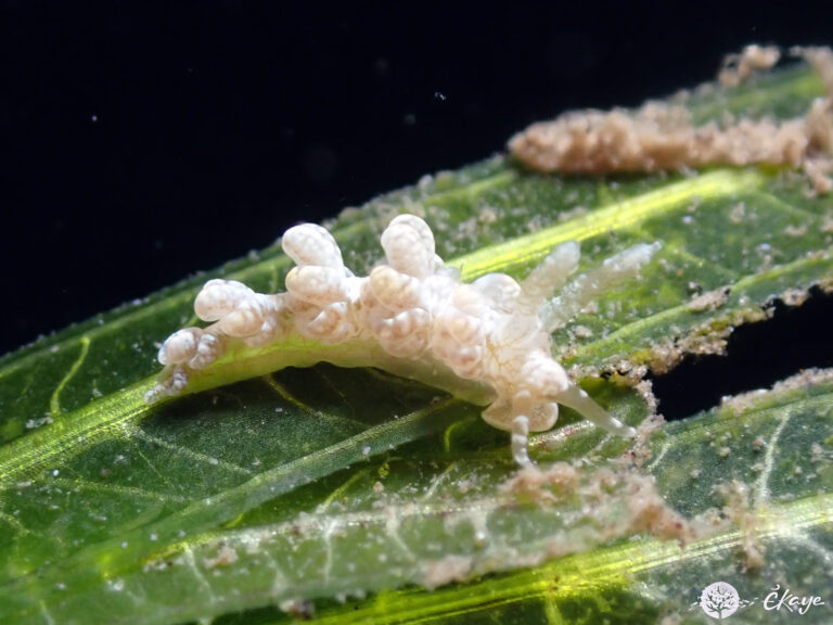 Spurilla sargassicola