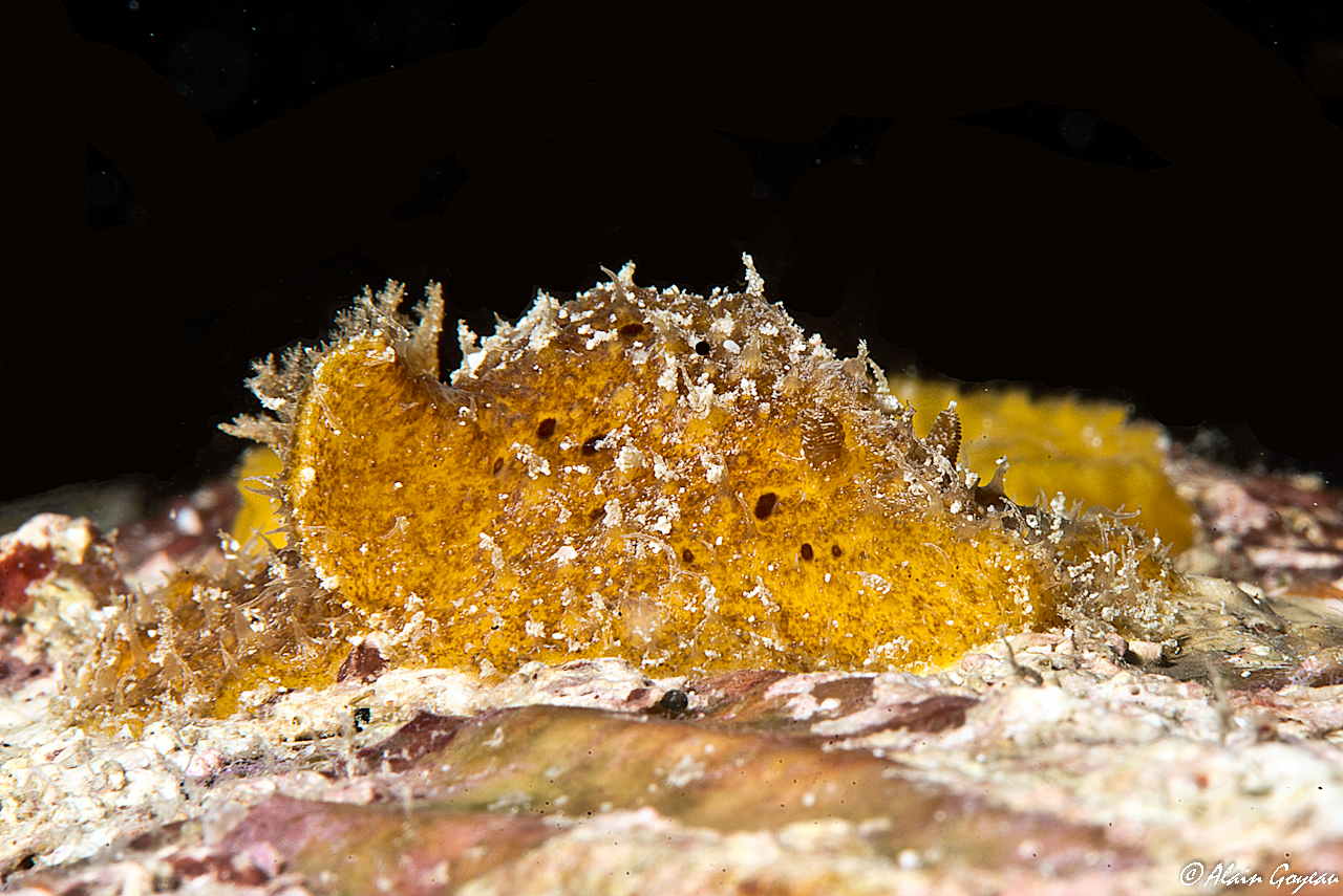 Thordisa sp.