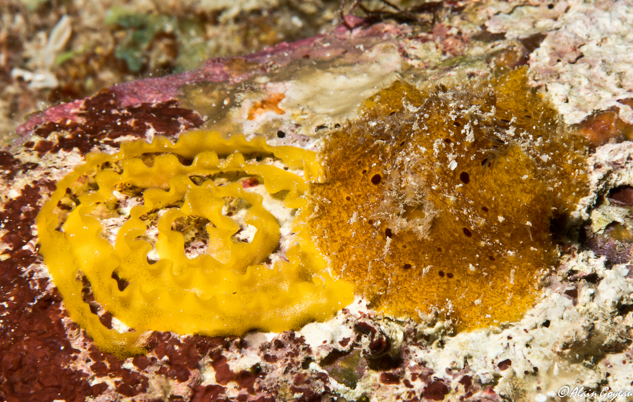 Thordisa sp.