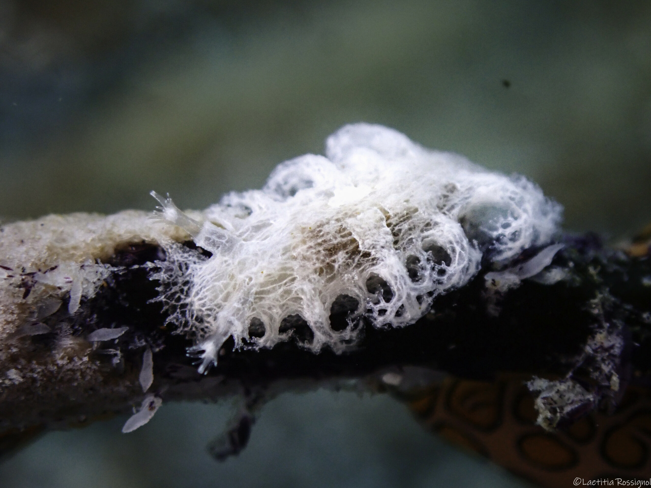 Tritoniopsis frydis