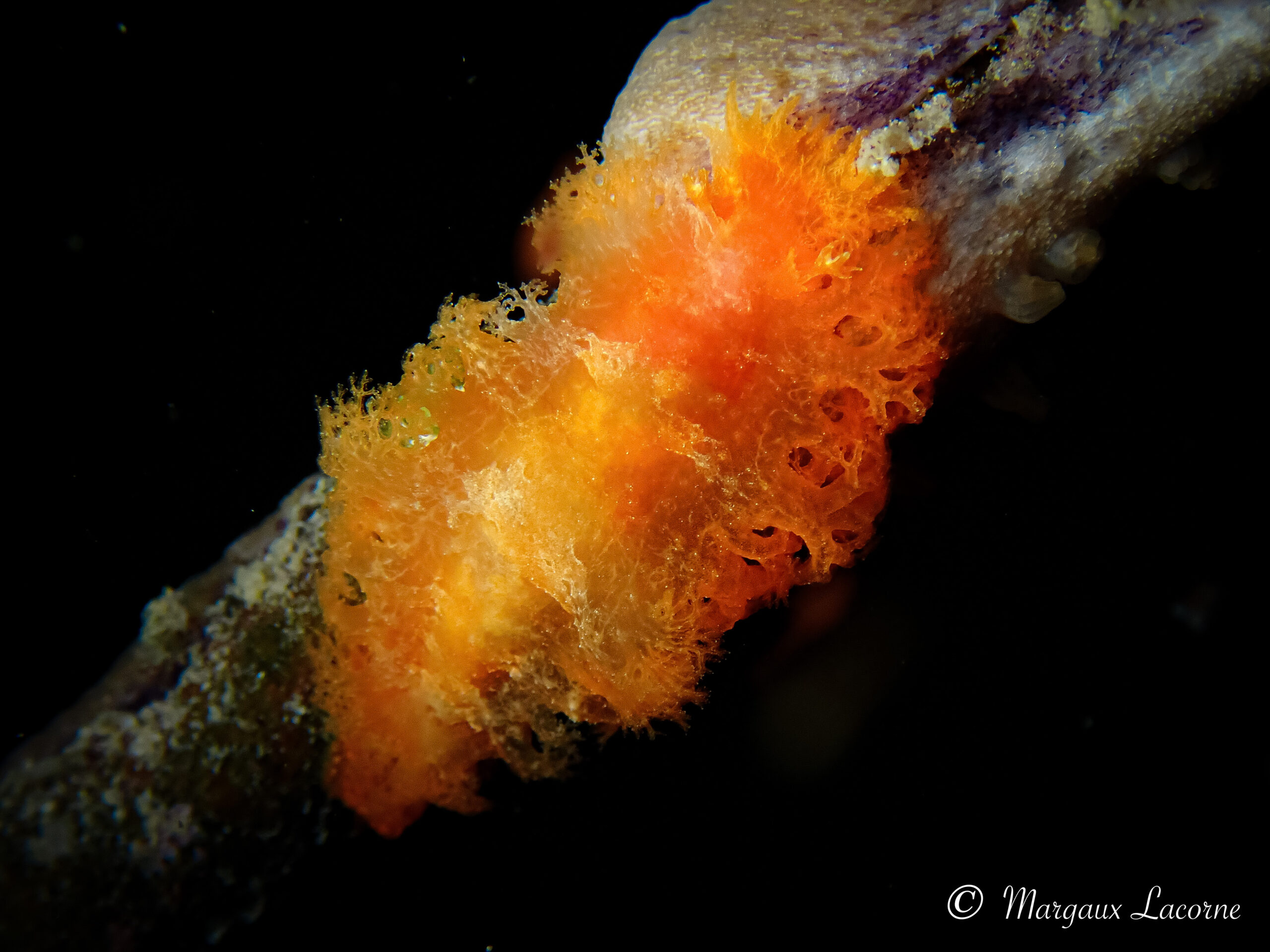 Tritoniopsis frydis