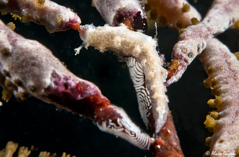 Tritonia welsii (ponte)