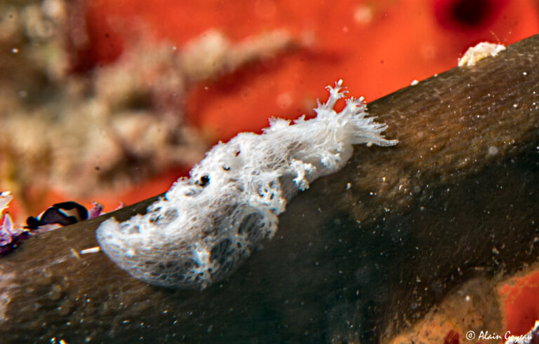 Tritoniopsis frydis