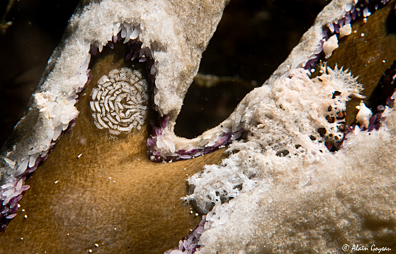 Tritoniopsis frydis ponte