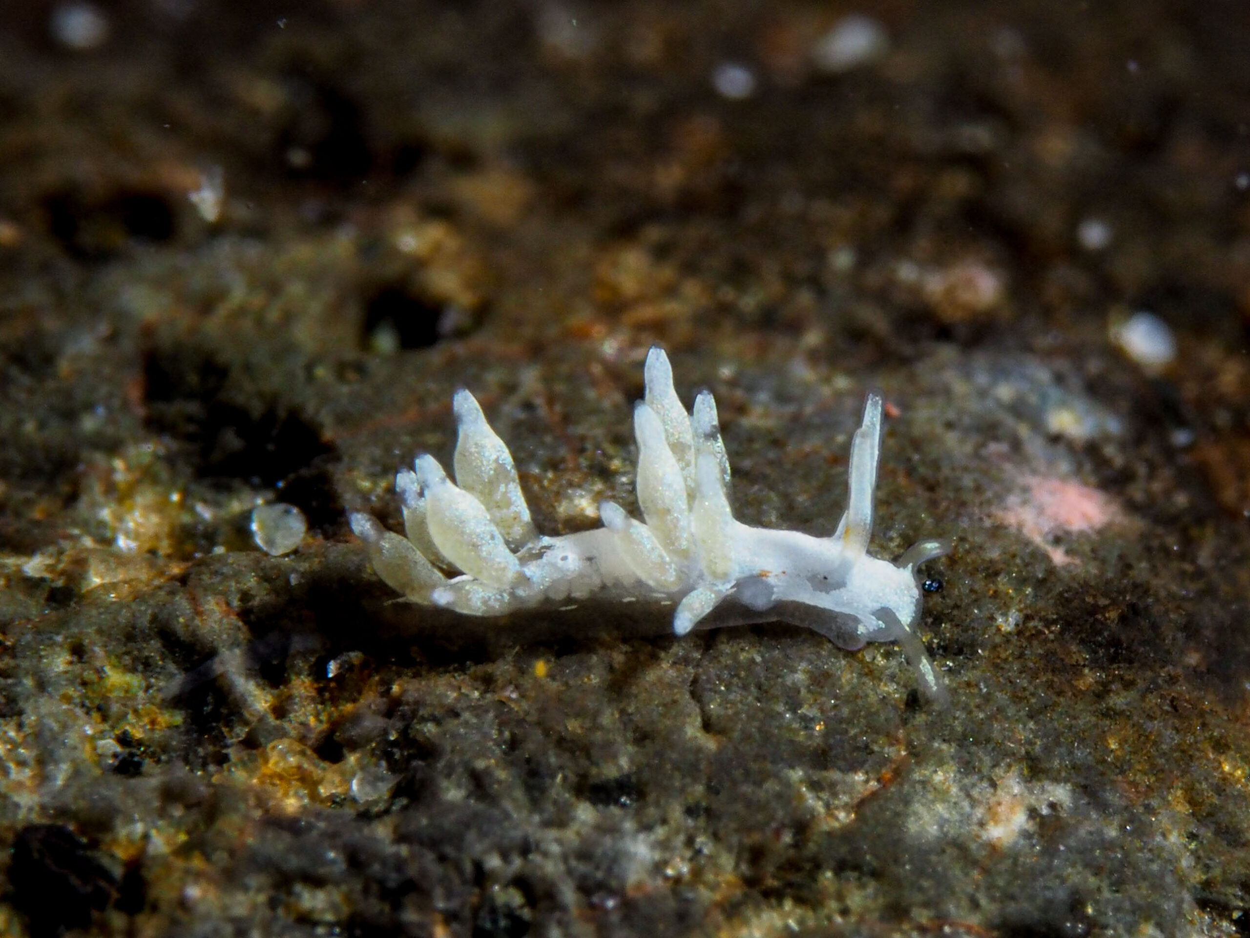 Cuthona tina