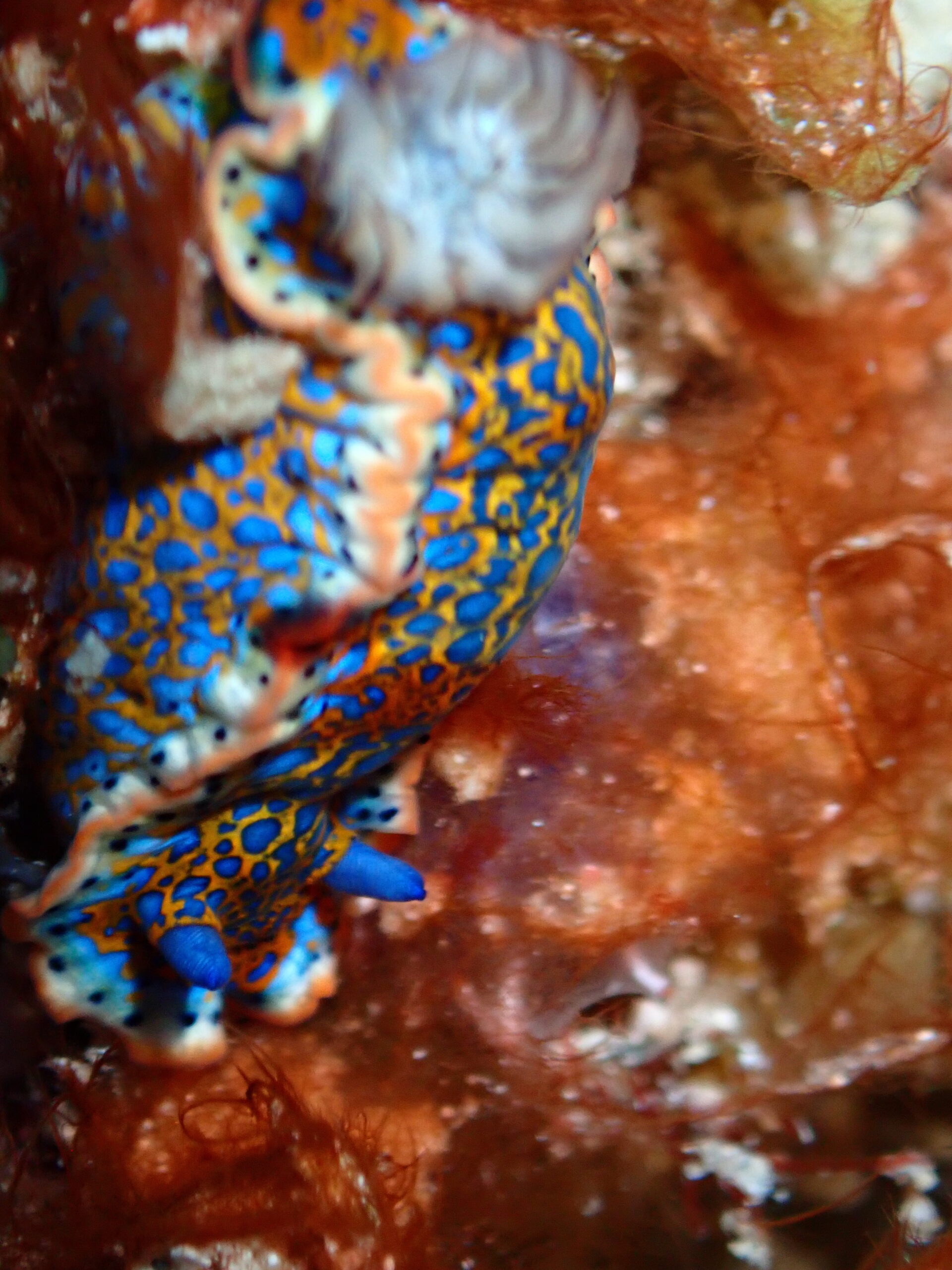 Felimare sp. Bouillante