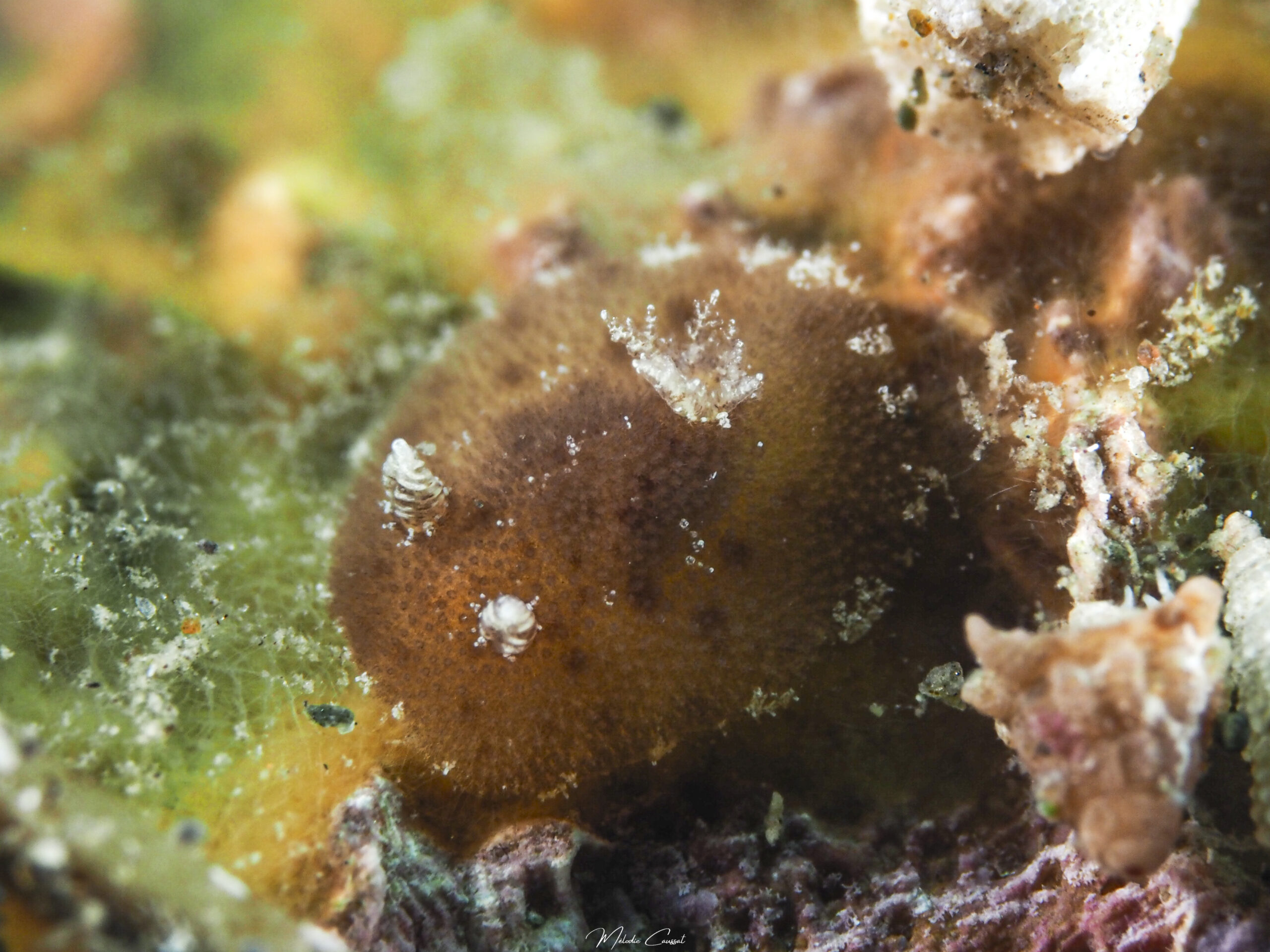 Taringa telopia 