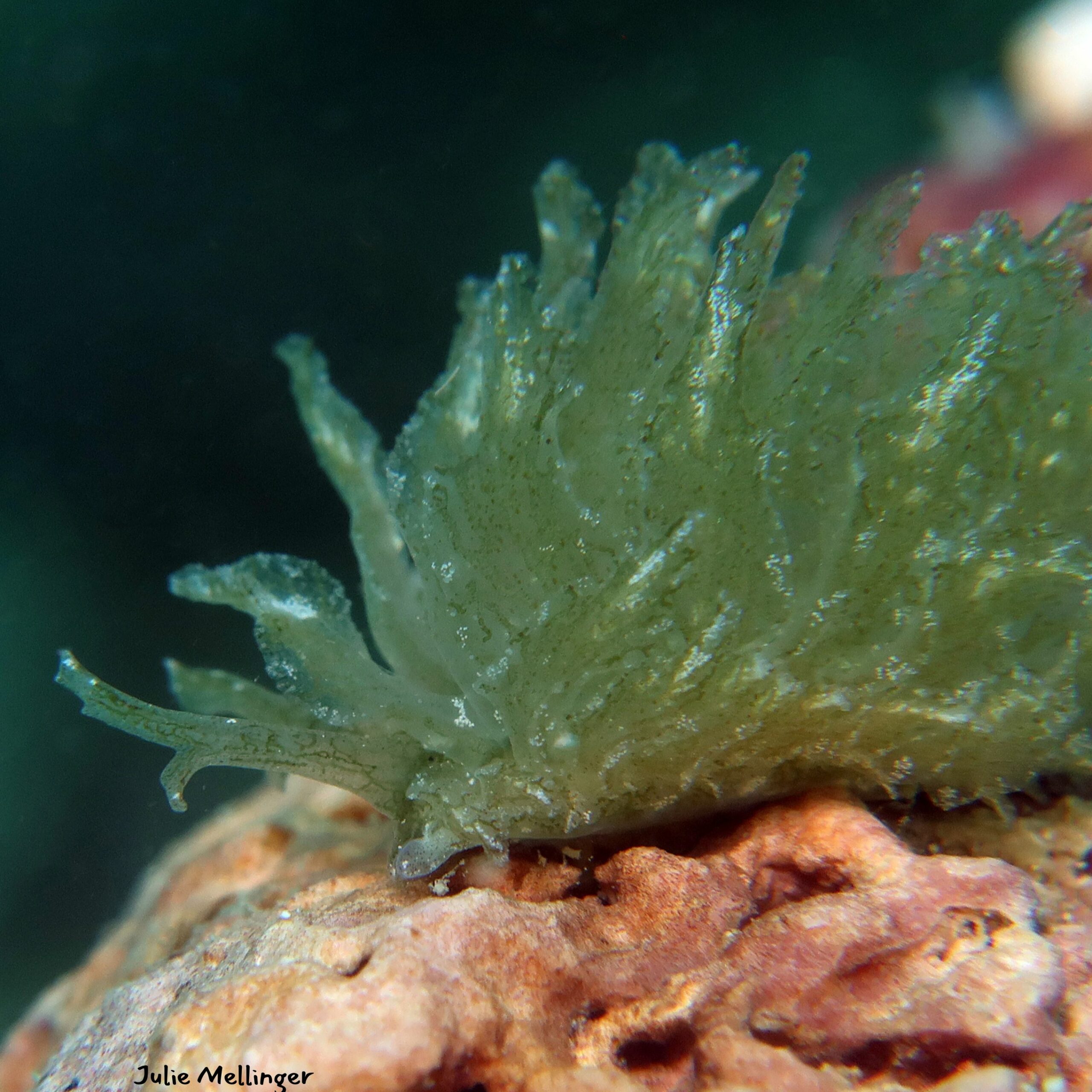 Calyphilla sp.