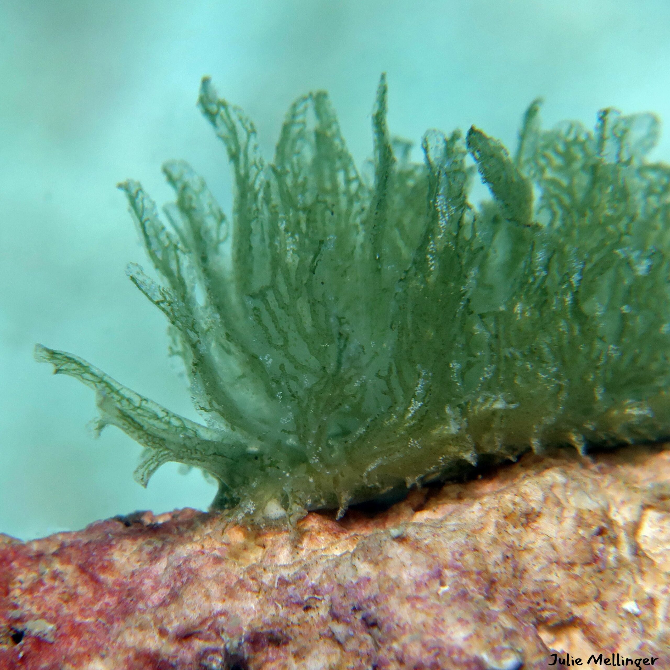 Calyphilla sp.