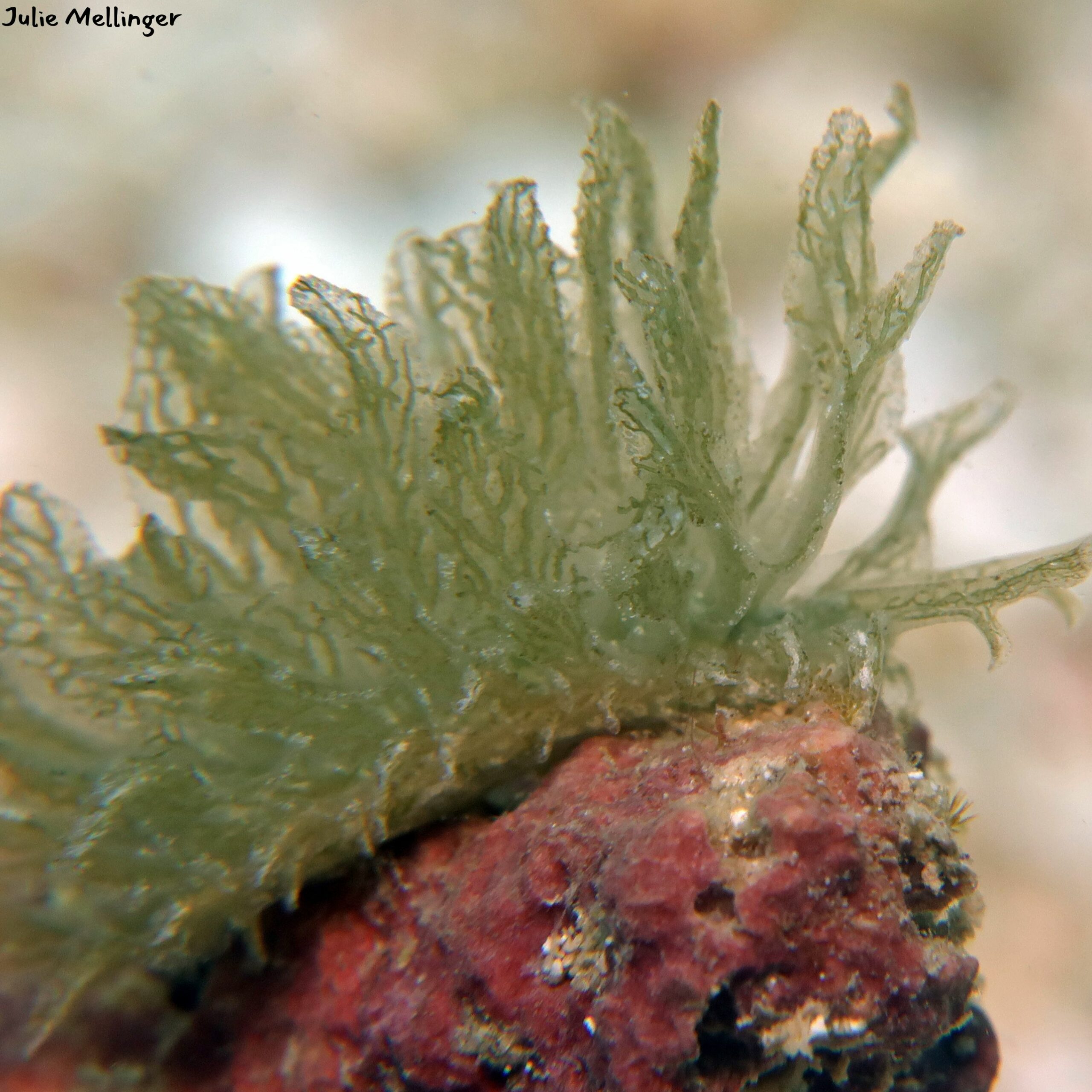 Calyphilla sp.