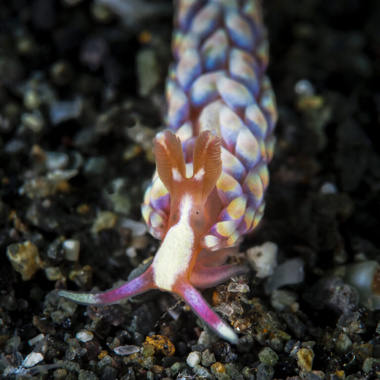 Babakina anadoni