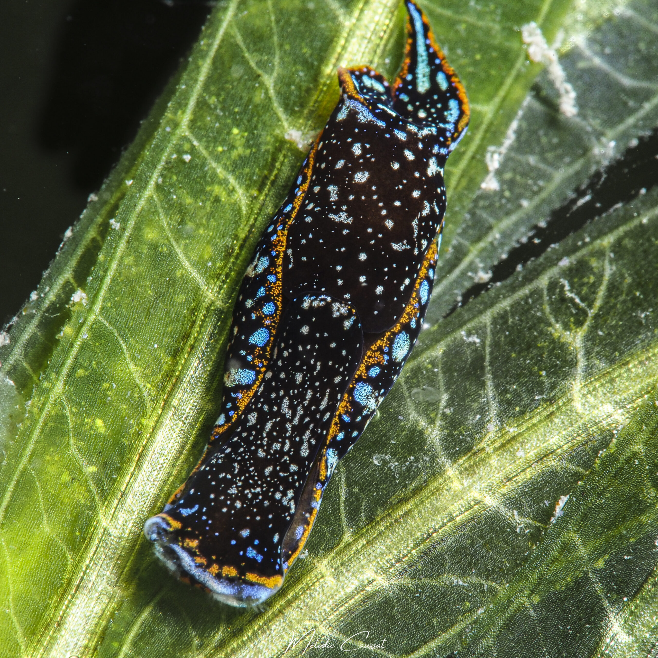 Camachoaglaja berolina