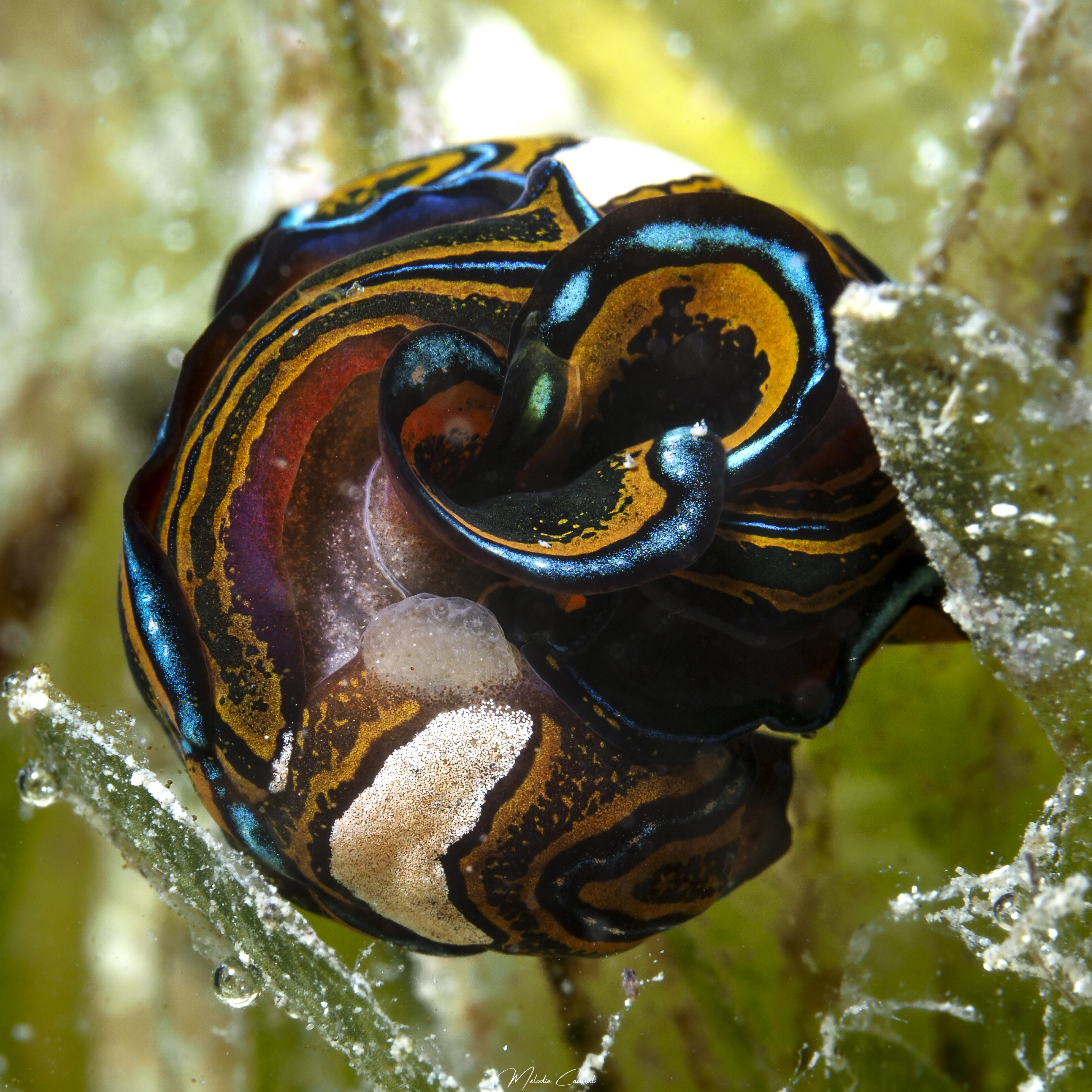 Chelidonura hirundinina reproduction