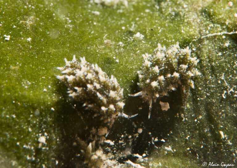 Costasiella ocellifera