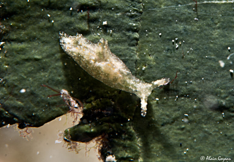 Elysia jibacoaensis