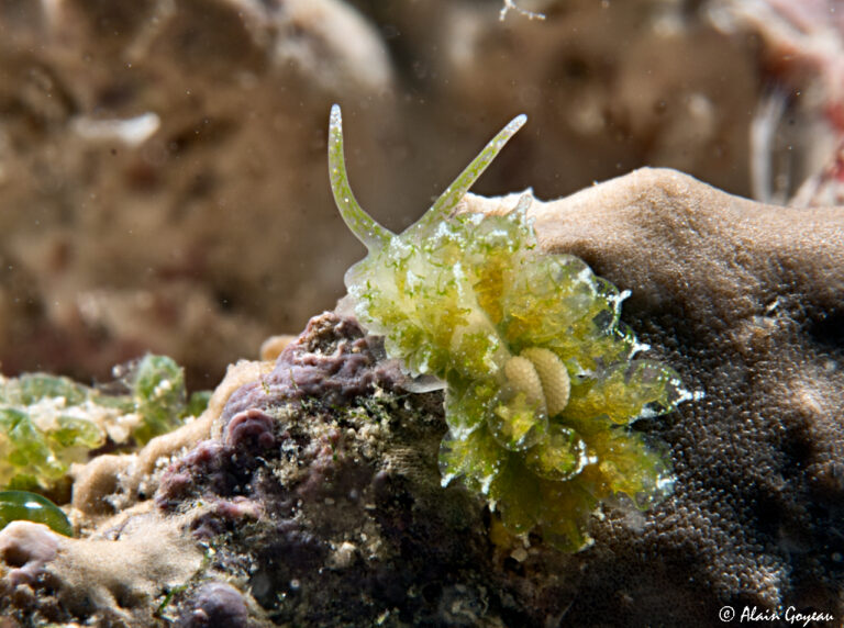 Ercolania coerulea
