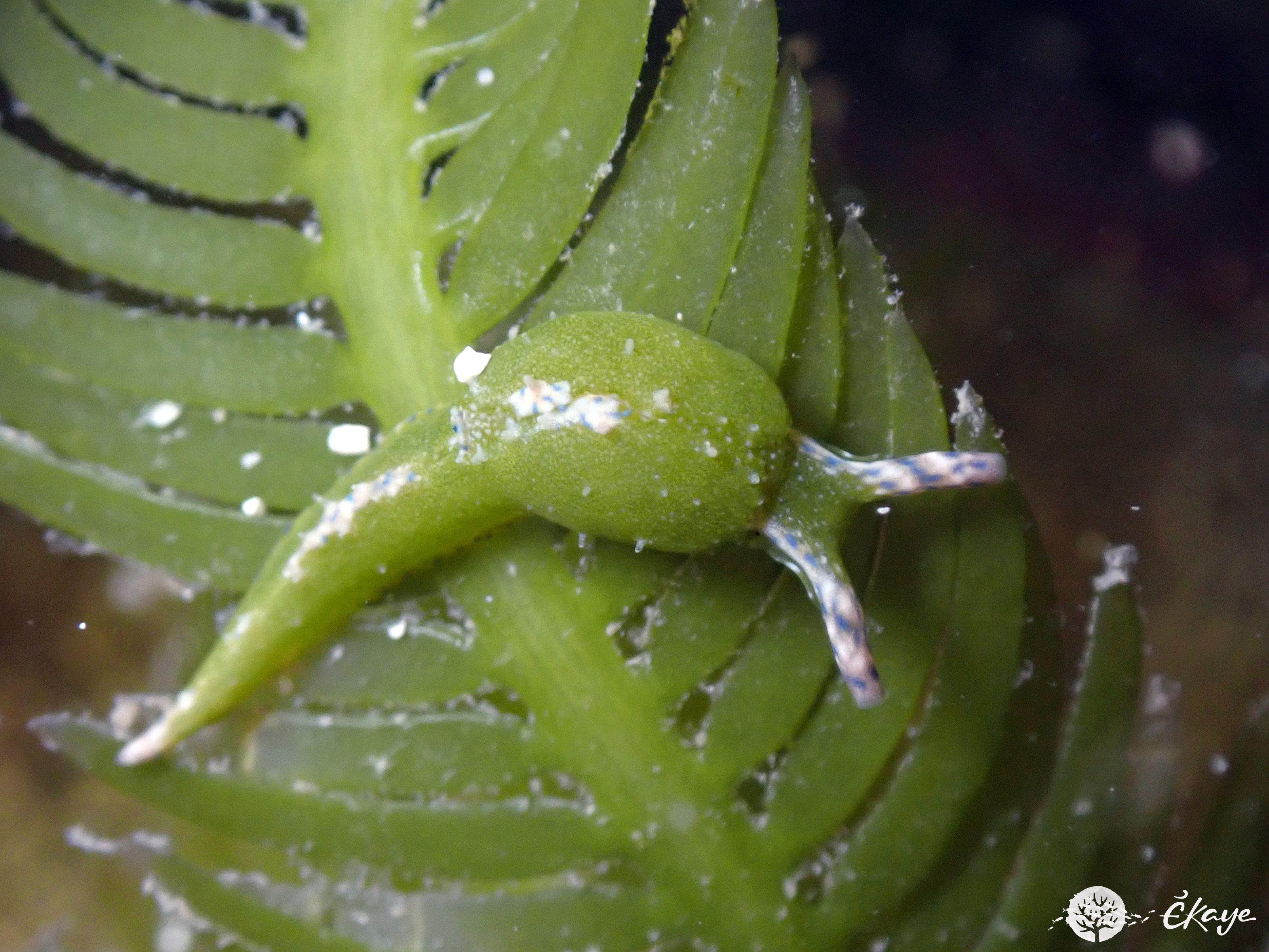 Oxynoe antillarum