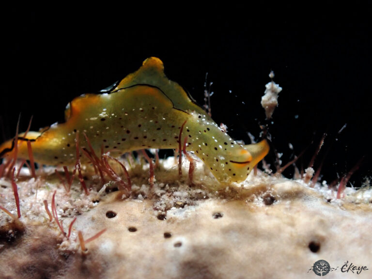 Elysia ornata