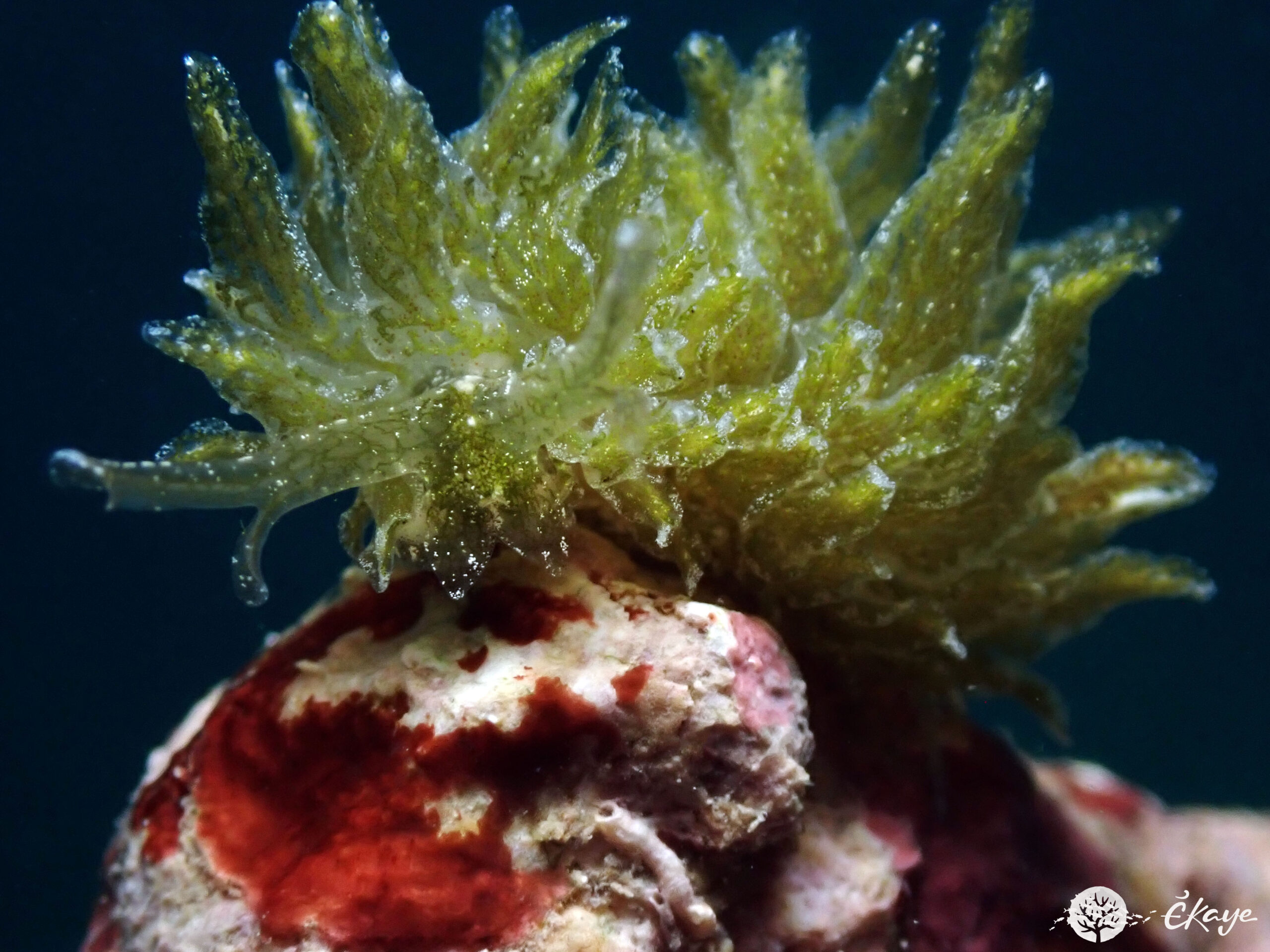 Calyphilla sp. 