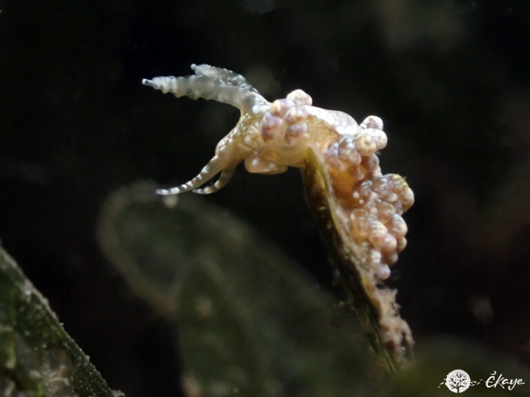 Spurilla sargassicola