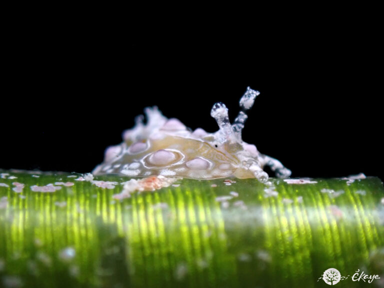 Petalifera ramosa juvénile