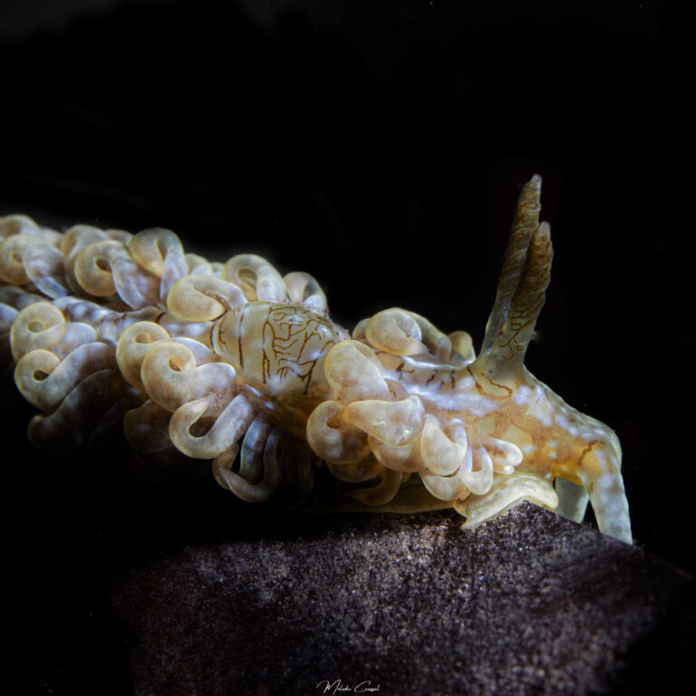 Spurilla dupontae