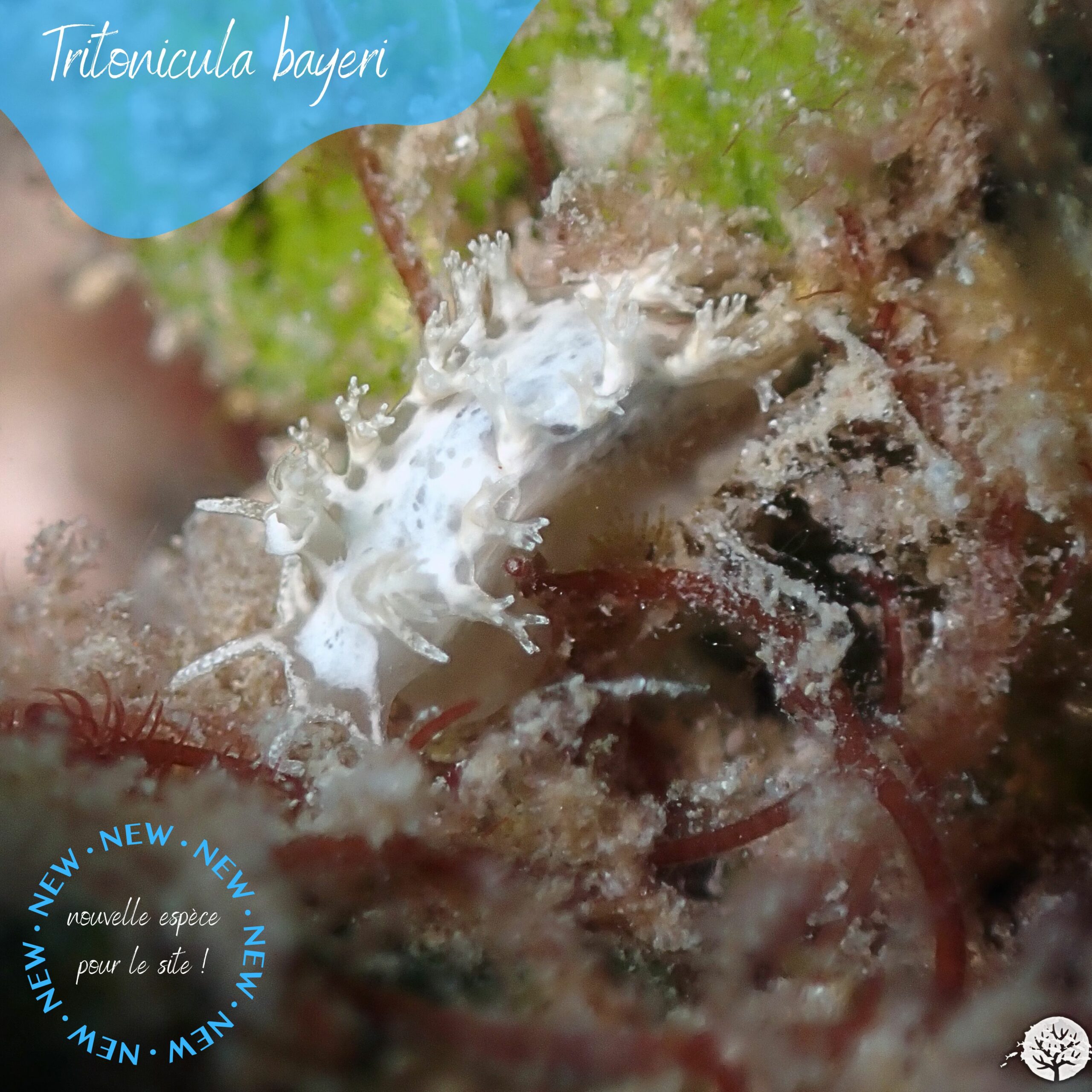 Tritonicula bayeri