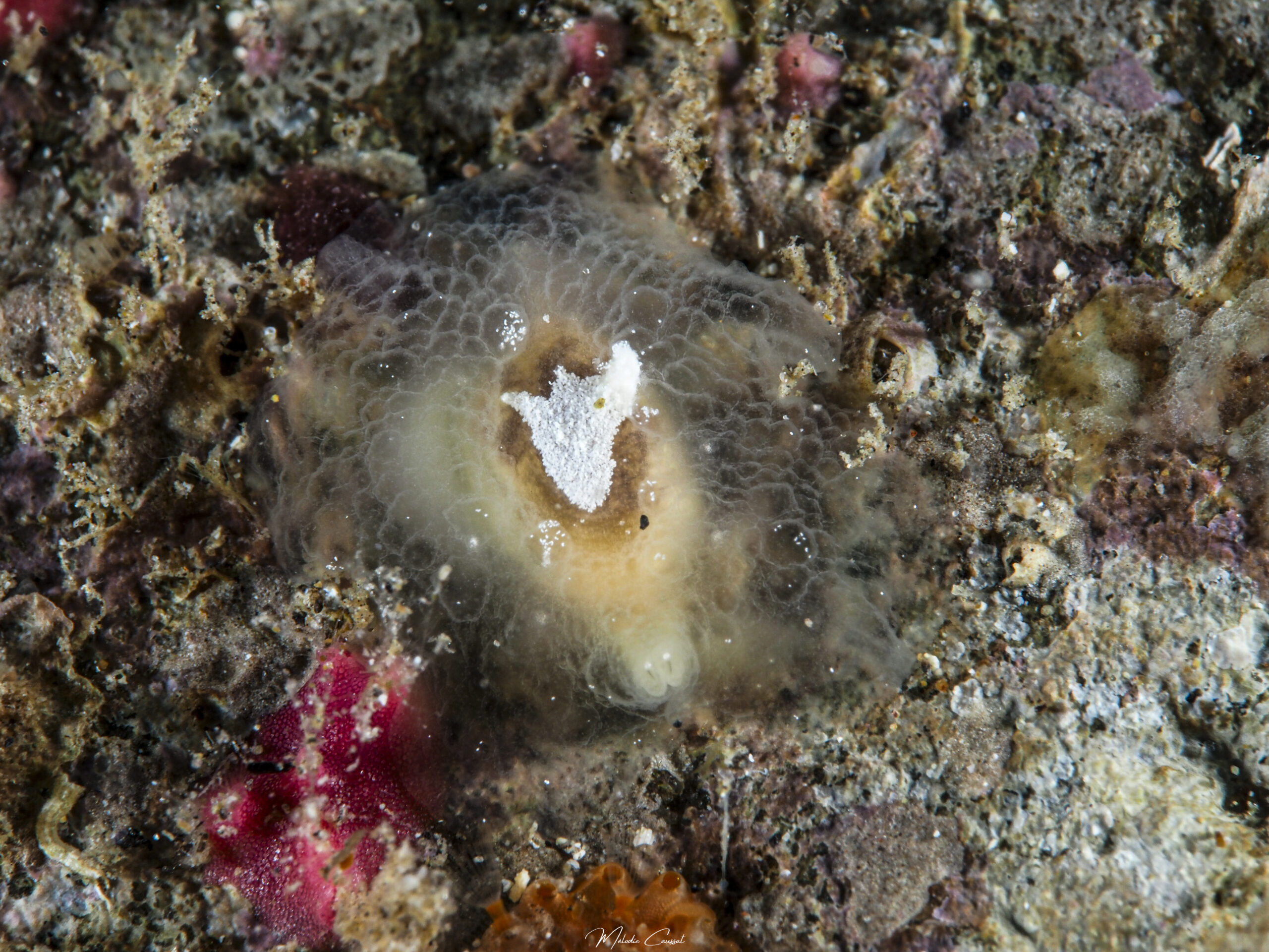 Pleurehdera vialactea